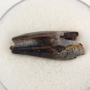 Crocodilian 0.83&quot; Tooth Fossil - Hell Creek Fm. - Wibaux Co., MT