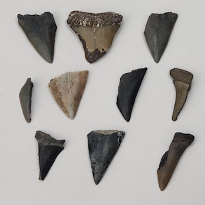 Shark Tooth Wholesale Bulk Lot - 10 - Cosmopolitodus hastalis (Isurus) - FL - Craft Grade Partial
