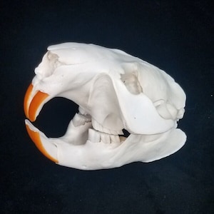 Real Beaver Full Skulls - Generic - Castor canadensis - American Sourced - See Description for Quality Explanations