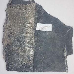 Lycopsida lepidodendron (Scale Tree Bark) Plant Fossil - Pottsville Fm. - Carboniferous