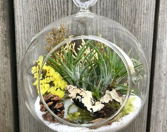 Christmas Holiday Air Plant Glass Terrarium Ornament