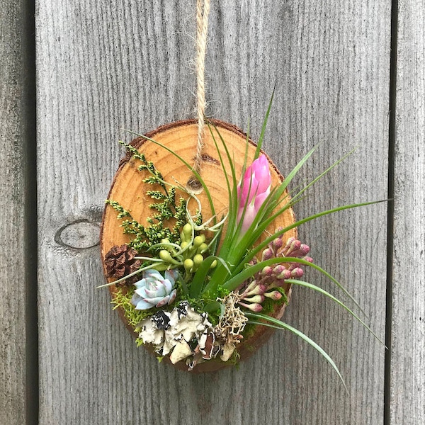 Living Wooden Air Plant Christmas Ornament