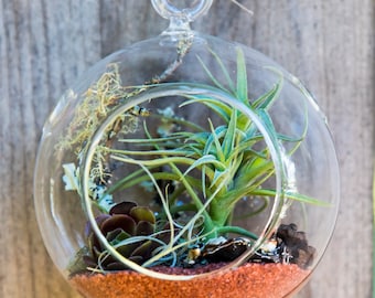 Small Living Air Plant (Tillandsia) Terrarium- Glass Globe/Tear Drop Shaped; Moss, Sand or Stones