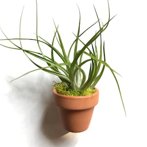 Living Air Plant Terracotta Pot Magnet