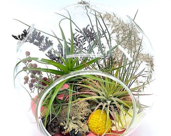 Hanging Air Plant (Tillandsia) Terrarium- Glass Globe