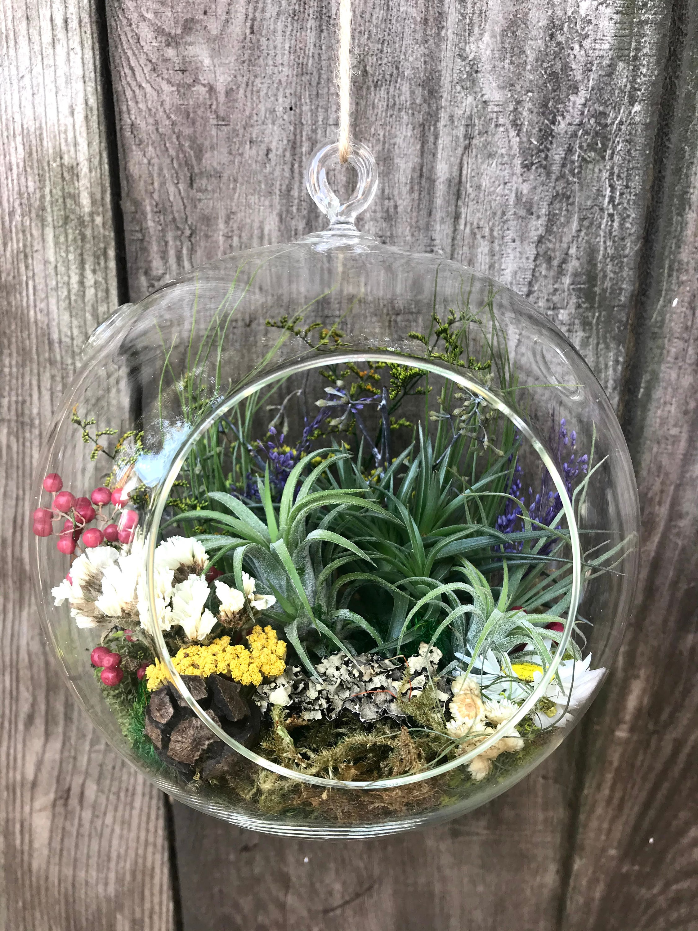 Large Living Hanging Glass Globe Air Plant tillandsia Etsy