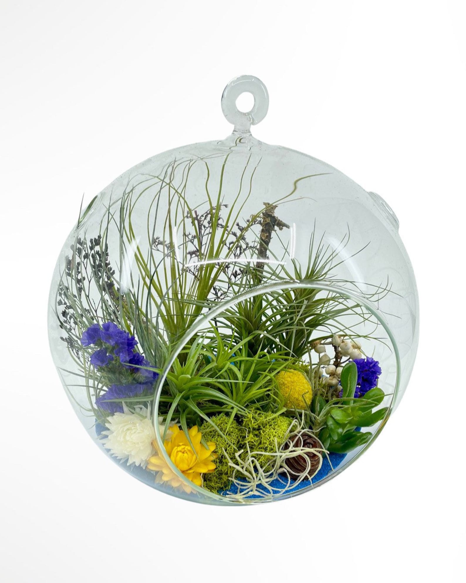 Large Living Hanging Glass Globe Air Plant tillandsia Etsy