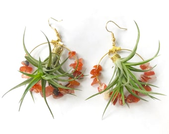 Living Air Plant (Tillandsia) Hoop Earrings- Custom Made Green Jewelry