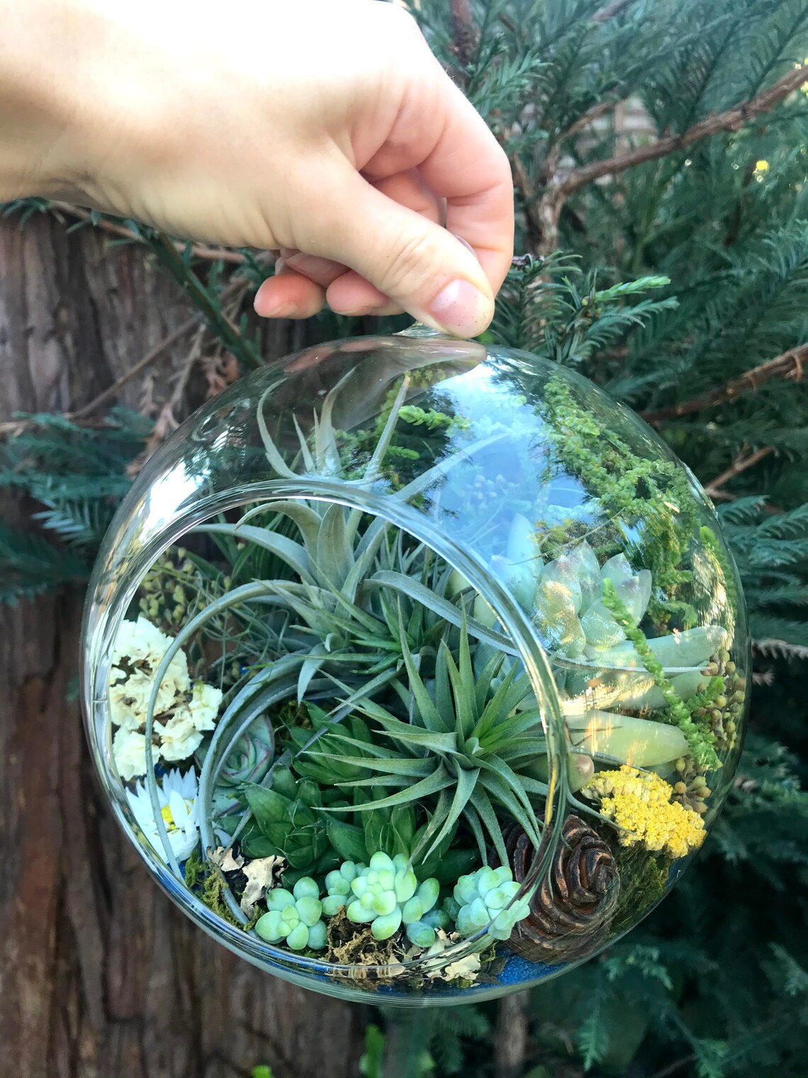 Large Living Hanging Glass Globe Air Plant tillandsia Etsy