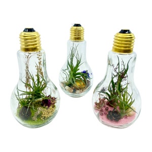 Terrarium d’ampoules en verre avec plantes aériennes (Tillandsia) / Mousse / Fleurs séchées