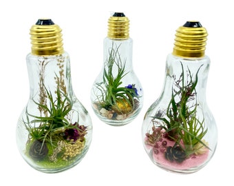 Peut inclure: Trois terrariums en forme d'ampoule en verre avec des sommets dorés. Chaque terrarium contient une variété de petites plantes, de mousse et d'éléments décoratifs. Les terrariums sont remplis d'un liquide clair.