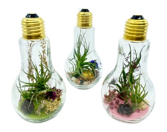 Glass Light Bulb Terrarium with Air Plants (Tillandsia) / Moss / Dried Flowers