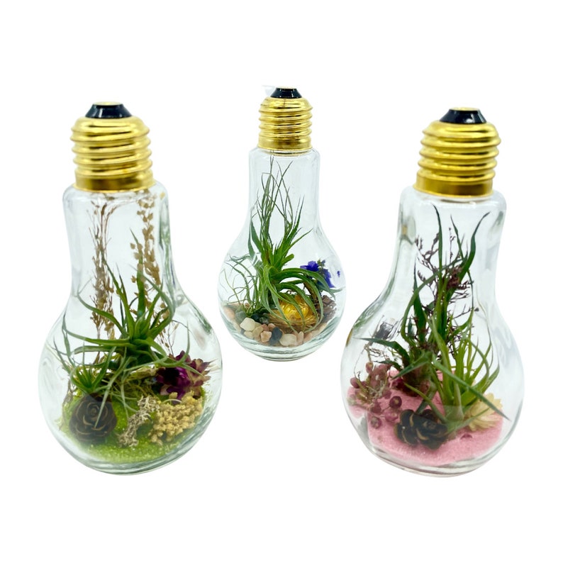 Glass Light Bulb Terrarium With Air Plants tillandsia / Moss Etsy