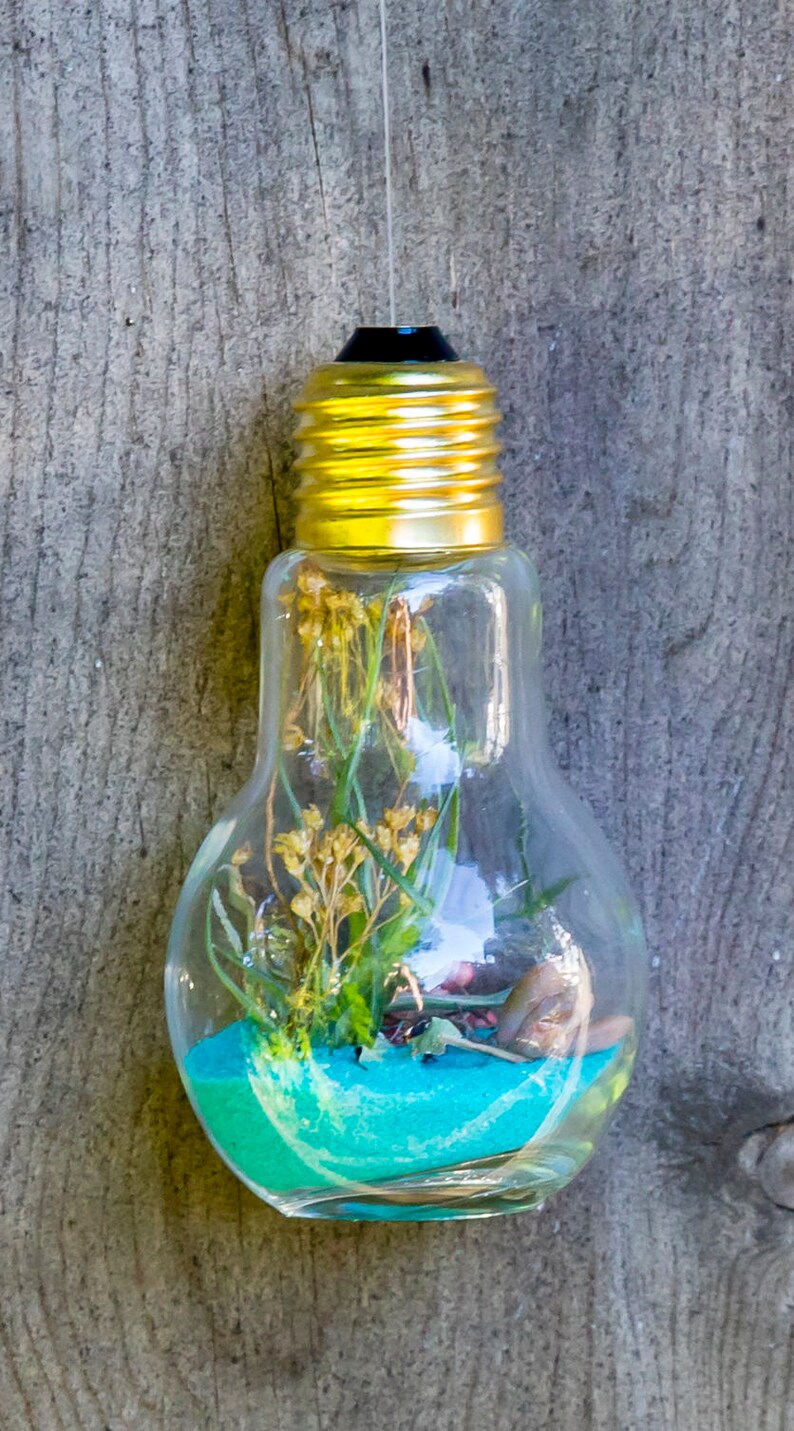Glass Light Bulb Terrarium With Air Plants tillandsia / Moss Etsy