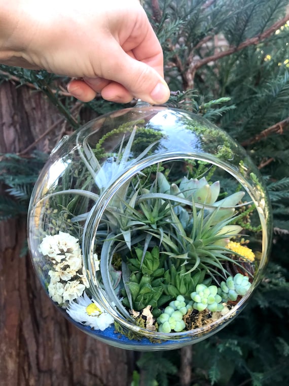 Large Living Hanging Glass Globe Air Plant (tillandsia) Terrarium- 8 Inch -  Etsy Canada