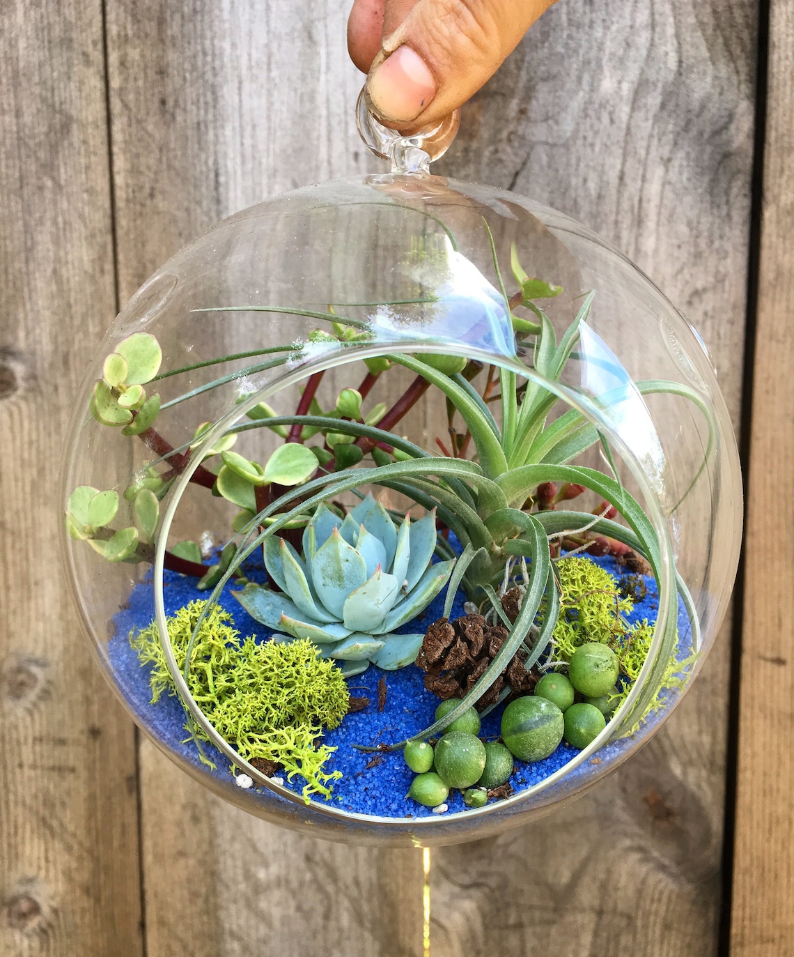 Large Living Hanging Glass Globe Air Plant tillandsia Etsy