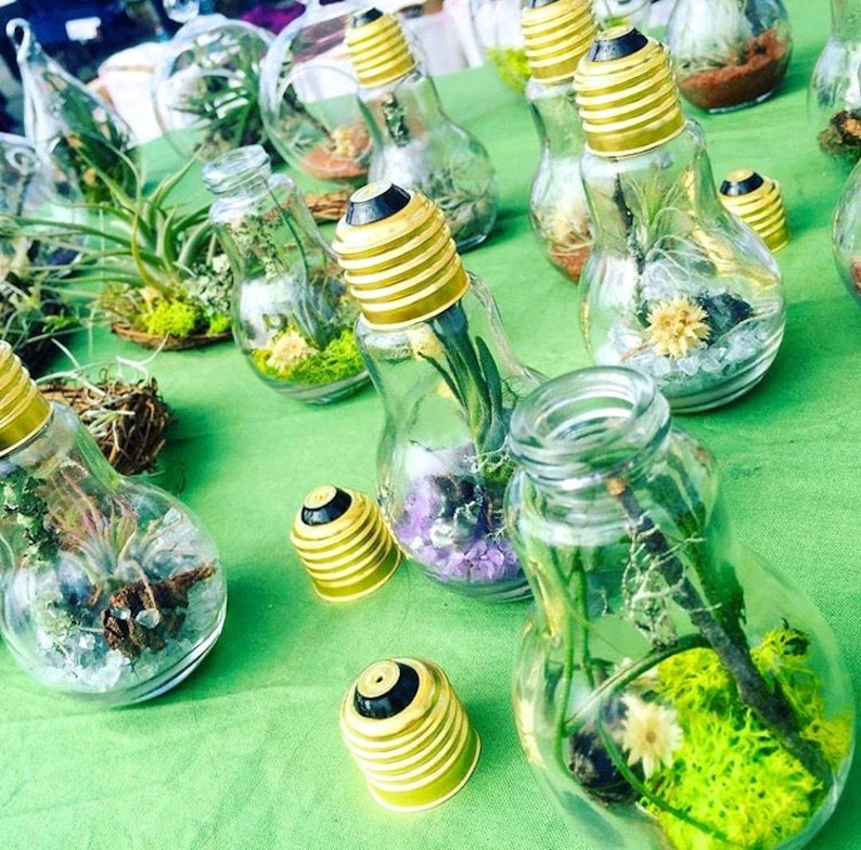 Glass Light Bulb Terrarium With Air Plants tillandsia / Moss Etsy