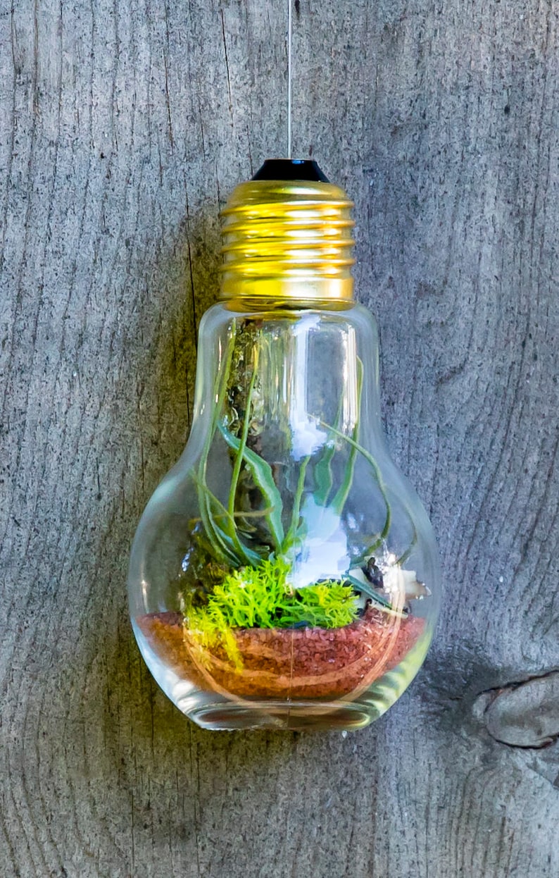 Glass Light Bulb Terrarium With Air Plants tillandsia / Moss Etsy