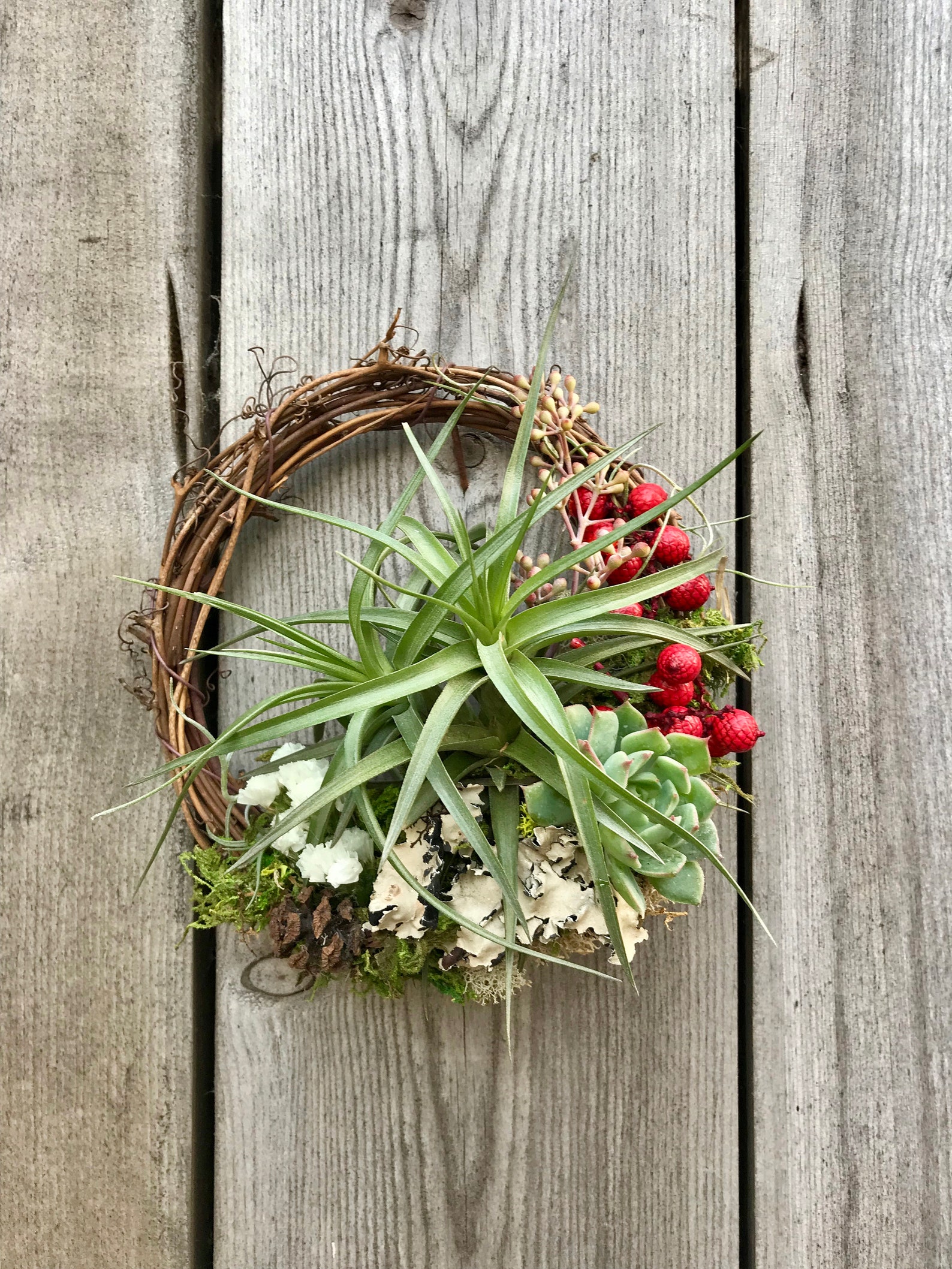 Christmas Holiday Living Wreath Air Plants / Succulents / Etsy