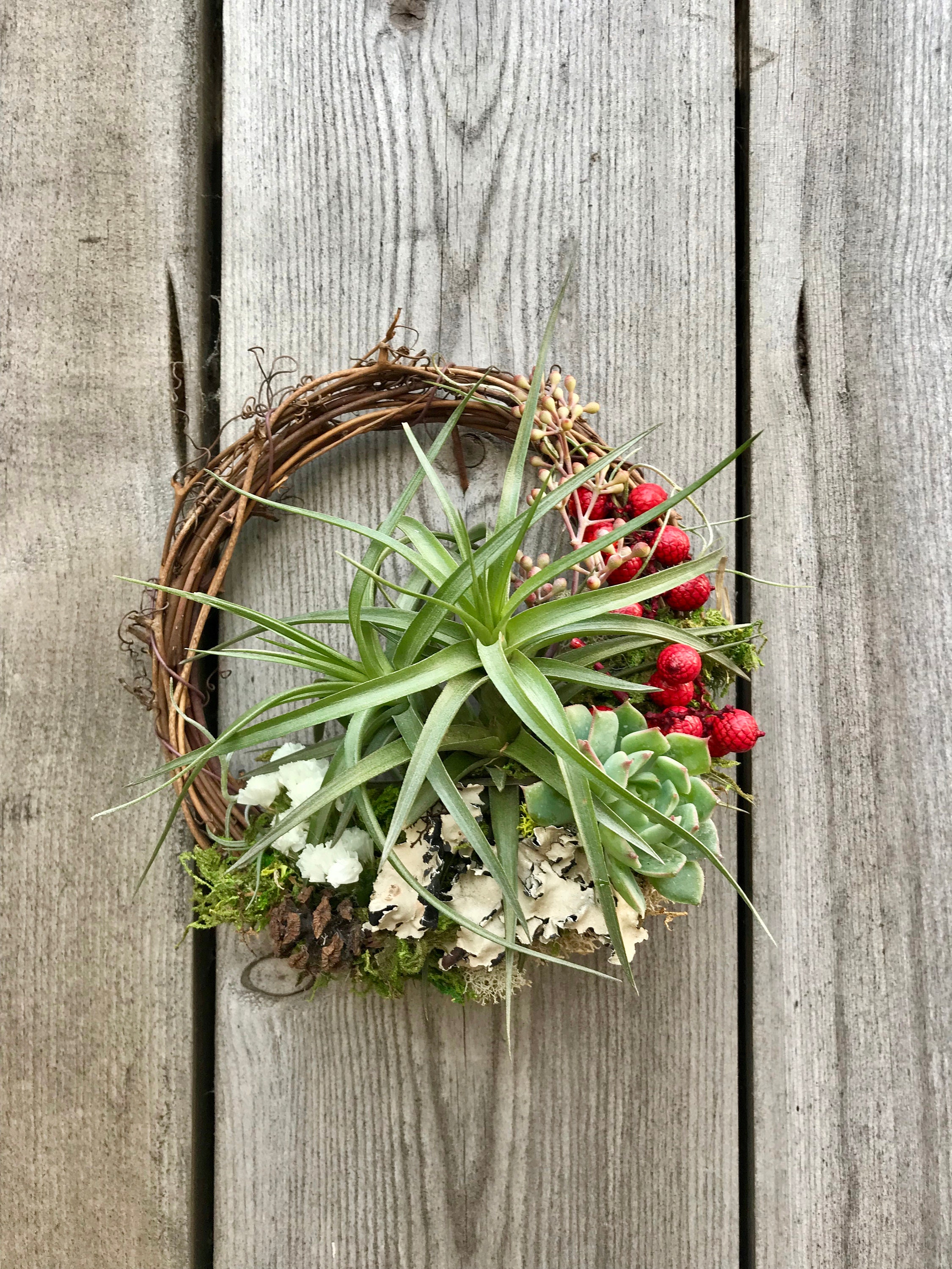 Christmas Holiday Living Wreath Air Plants / Succulents / Etsy