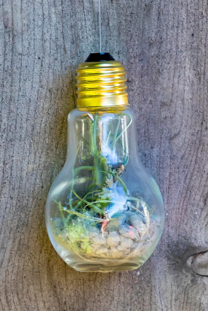 Glass Light Bulb Terrarium With Air Plants tillandsia / Moss Etsy