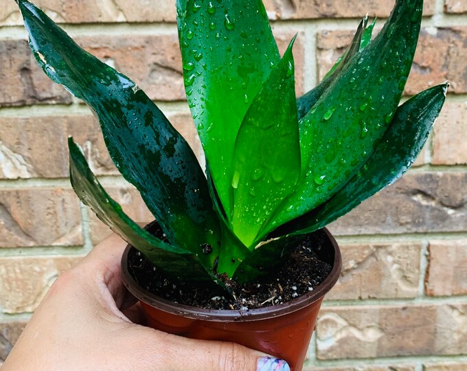 Sansevieria black Dragon Snake Plant Mother in Laws Tongue Etsy