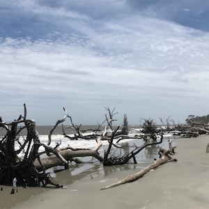 Cartes postales hippies de voyage (Driftwood Beach, Caroline du Sud)