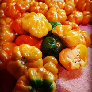 Scotch Bonnet Pepper Seeds image 1