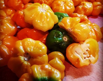 Scotch Bonnet Pepper Seeds