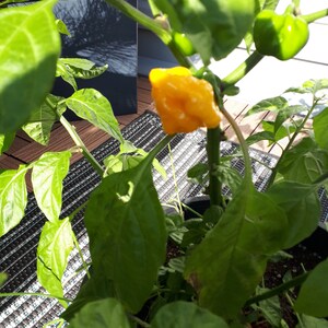 Scotch Bonnet Pepper Seeds image 3