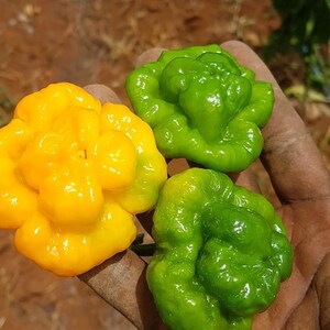 Scotch Bonnet Pepper Seeds image 4