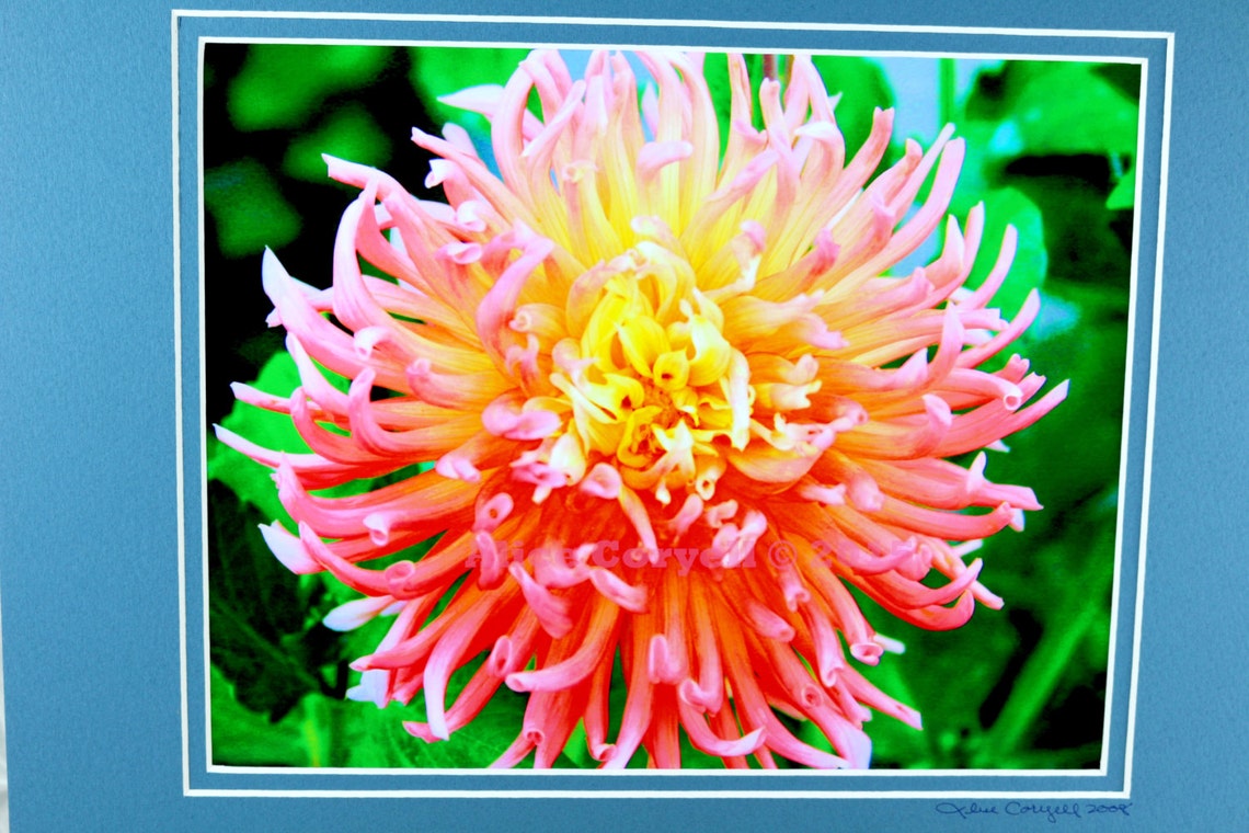 Dahlia ‘alfred Grille’ Photograph 8 X 10 in Double - Etsy