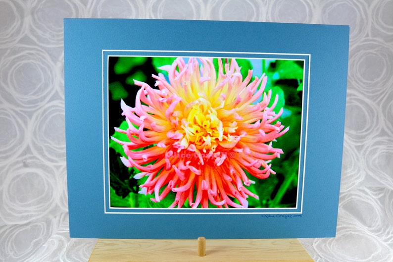 Dahlia ‘alfred Grille’ Photograph 8 X 10 in Double - Etsy