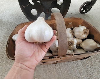 Huge Elephant Garlic & FREE shipping!! Organically grown in Tennessee!