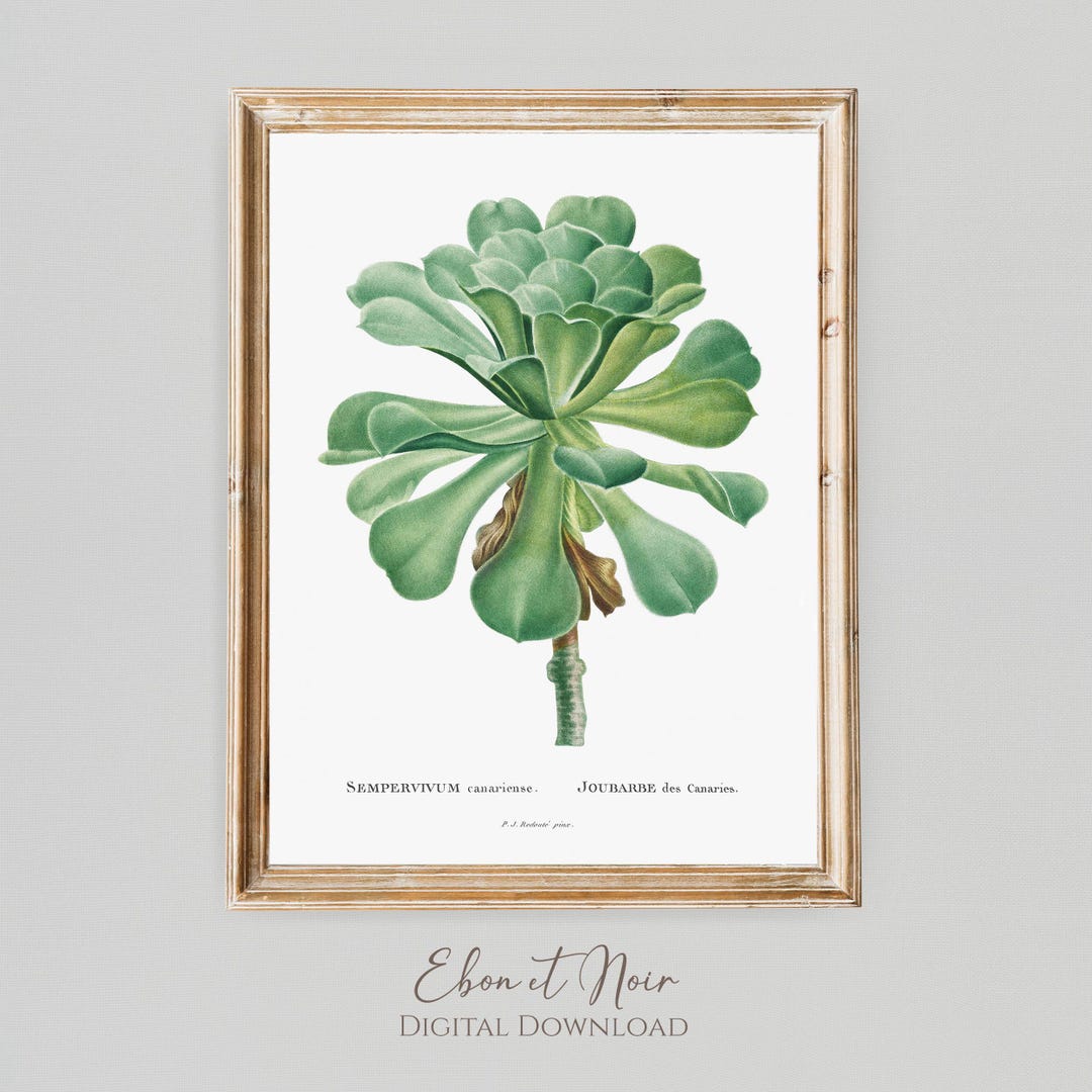 Sempervivum Canariense by Pierre-joseph Redoute 1799 Botanical Vintage Room Decor Printable Art DIGITAL DOWNLOAD - Etsy Japan
