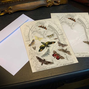 Mariposas de L. M. Budgen c1850, conjunto de cartões planos de 5 pol. x 7 pol. para correspondência diária com envelopes brancos