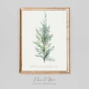 Puede incluir: Una ilustración botánica vintage de una rama de enebro con hojas verdes y pequeñas bayas moradas. La ilustración está etiquetada como "JUNIPER" e incluye el nombre científico "Juniperus virginiana folio saphenaria fragrans, Juniperus Sabina et Juniperus excelsa var. nana".