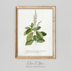 Spirea Cinnamomum by Georg Dionysius Ehret | Botanical Vintage Room Decor | Printable Art | DIGITAL DOWNLOAD