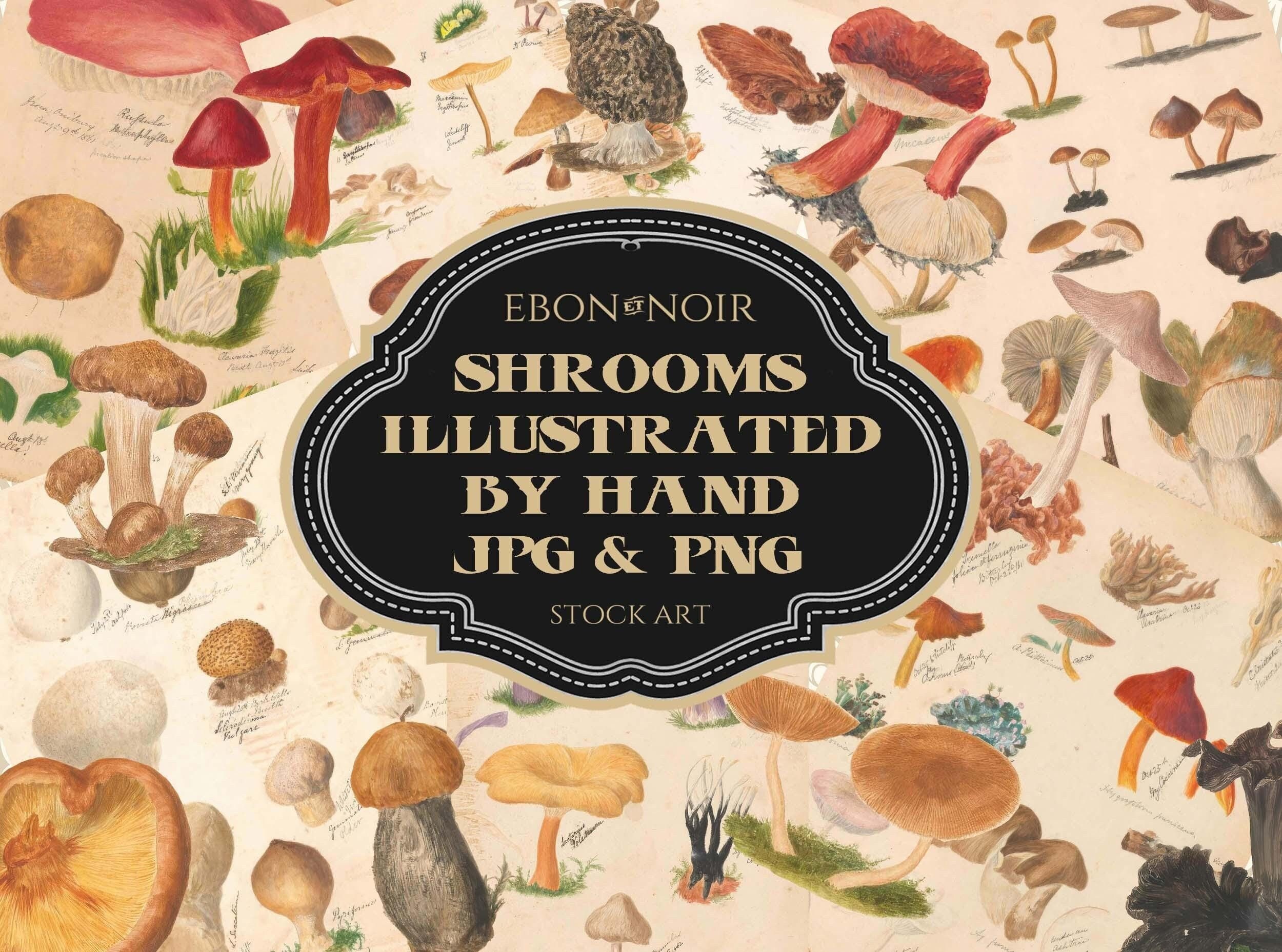 100+ Pilze und Fungi Bilder, gezeichnet aus der Natur und handillustriert vom Naturforscher M. F.Lewis im Jahr 1860, hohe Auflösung, DIGITALER DOWNLOAD