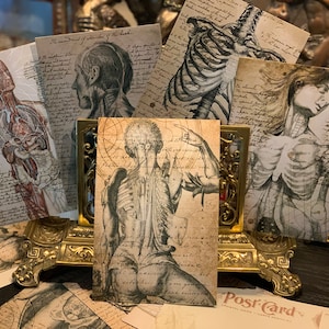 Anatomia, Set of Antique Anatomy Postcards, Exclusively Designed, Perfect for Halloween, Set of 12