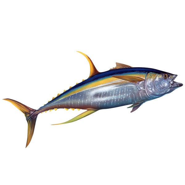 yellow fin tuna decal, full color tuna decal, tuna fish sticker, yellow fin tuna decal, tuna fish, vinyl decal, vinyl sticker