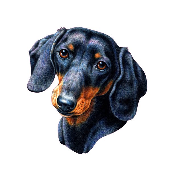 Dachshund decal, full color Dachshund decal, Dachshund laptop sticker, Dachshund vinyl decal