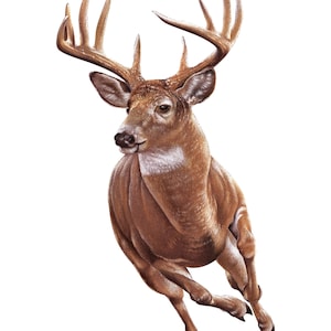 running deer download, full color running deer decal, running deer png, running deer pdf, running deer jpg, running deer image, deer decal