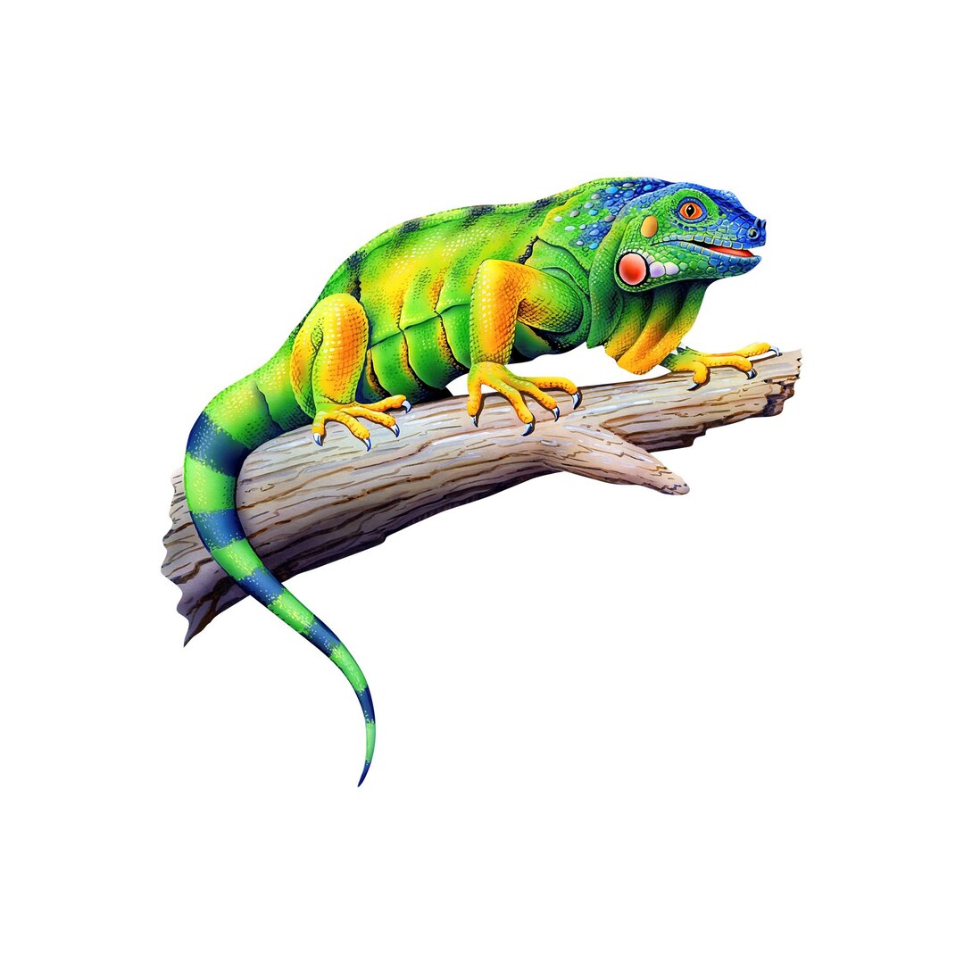 Full Color Iguana Download, Iguana Image, Full Color Iguana Download ...