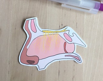 Anatomical Nasal Cavity/Nose Sticker