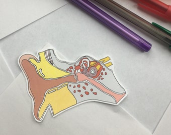 Anatomical Ear Sticker