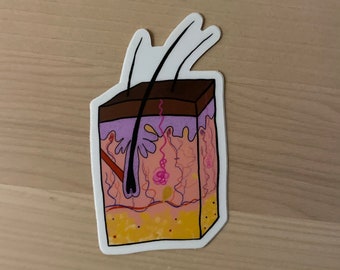 Skin/Integumentary System Sticker