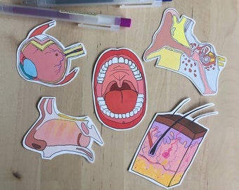 The SENSATIONal Sticker Set-5 Stickers-Ear, Eye, Tongue, Nose, and Skin Anatomical Stickers