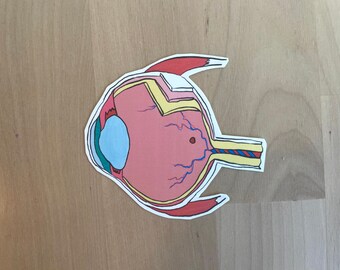 Anatomical Eye Sticker.    Eye, anatomy, science, study, doctor, nurse, PA, ophthalmology.