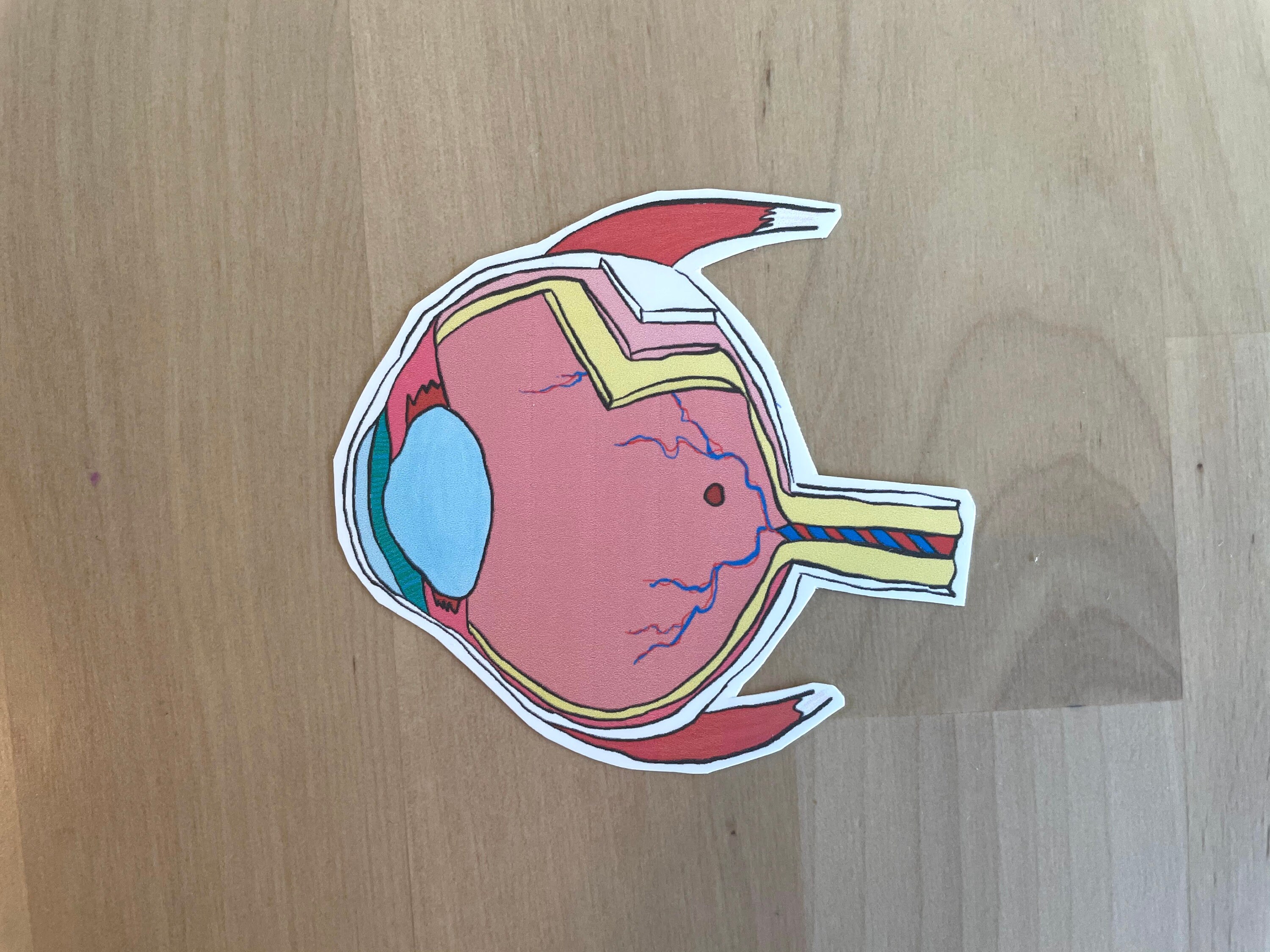 The Anatomical Eye Sticker  Medical stickers, Science stickers
